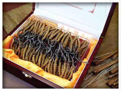 平和冬虫夏草回收